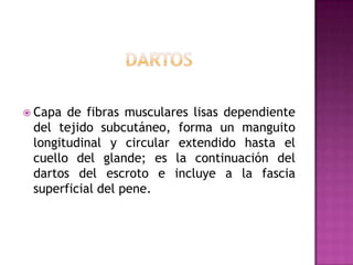 DartosCapa de fibras musculares lisas dependiente del tejido subcutáneo, forma un manguito longitudinal y circular extendido hasta el cuello del glande; es la continuación del dartos del escroto e incluye a la fascia superficial del pene.