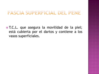 Fascia superficial del peneT.C.L. que asegura la movilidad de la piel; está cubierta por el dartos y contiene a los vasos superficiales.