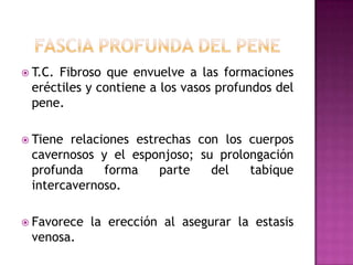 Fascia Profunda del peneT.C. Fibroso que envuelve a las formaciones eréctiles y contiene a los vasos profundos del pene.Tiene relaciones estrechas con los cuerpos cavernosos y el esponjoso; su prolongación profunda forma parte del tabique intercavernoso.Favorece la erección al asegurar la estasis venosa.