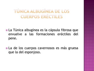 Túnica Albugínea de los cuerpos eréctilesLa Túnica albugínea es la cápsula fibrosa que envuelve a las formaciones eréctiles del pene.La de los cuerpos cavernosos es más gruesa que la del esponjoso.