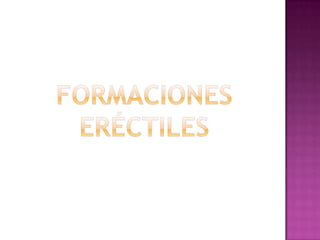 Formaciones eréctiles