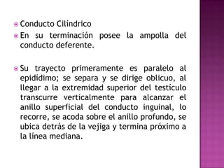 Conducto CilíndricoEn su terminación posee la ampolla del conducto deferente.Su trayecto primeramente es paralelo al epidídimo; se separa y se dirige oblicuo, al llegar a la extremidad superior del testículo transcurre verticalmente para alcanzar el anillo superficial del conducto inguinal, lo recorre, se acoda sobre el anillo profundo, se ubica detrás de la vejiga y termina próximo a la línea mediana.