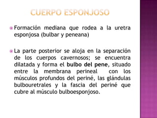 Cuerpo esponjosoFormación mediana que rodea a la uretra esponjosa (bulbar y peneana)La parte posterior se aloja en la separación de los cuerpos cavernosos; se encuentra dilatada y forma el bulbo del pene, situado entre la membrana perineal  con los músculos profundos del periné, las glándulas bulbouretrales y la fascia del periné que cubre al músculo bulboesponjoso.