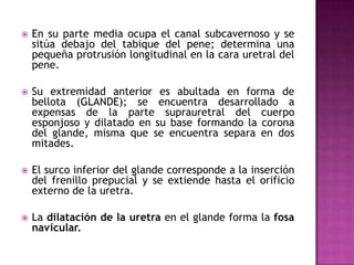 En su parte media ocupa el canal subcavernoso y se sitúa debajo del tabique del pene; determina una pequeña protrusión longitudinal en la cara uretral del pene.Su extremidad anterior es abultada en forma de bellota (GLANDE); se encuentra desarrollado a expensas de la parte suprauretral del cuerpo esponjoso y dilatado en su base formando la corona del glande, misma que se encuentra separa en dos mitades.El surco inferior del glande corresponde a la inserción del frenillo prepucial y se extiende hasta el orificio externo de la uretra.La dilatación de la uretra en el glande forma la fosa navicular.