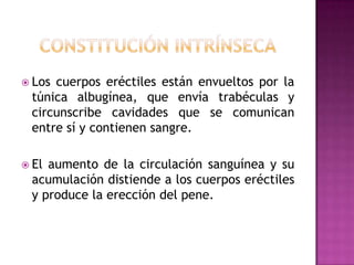 Constitución intrínsecaLos cuerpos eréctiles están envueltos por la túnica albugínea, que envía trabéculas y circunscribe cavidades que se comunican entre sí y contienen sangre.El aumento de la circulación sanguínea y su acumulación distiende a los cuerpos eréctiles y produce la erección del pene.