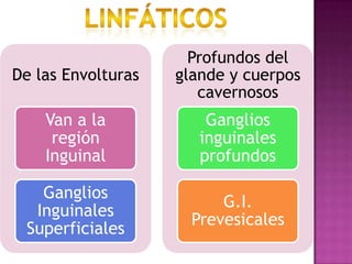Linfáticos