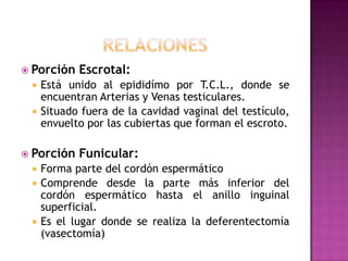 RELACIONESPorción Escrotal:Está unido al epididímo por T.C.L., donde se encuentran Arterias y Venas testiculares.Situado fuera de la cavidad vaginal del testículo, envuelto por las cubiertas que forman el escroto.Porción Funicular:Forma parte del cordón espermáticoComprende desde la parte más inferior del cordón espermático hasta el anillo inguinal superficial.Es el lugar donde se realiza la deferentectomía (vasectomía)