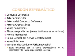 CORDÓN ESPERMÁTICOConjunto DeferenteArteria TesticularArteria del Conducto DeferenteArteria CremastéricaVenas homónimasPlexo pampiniforme (venas testiculares anteriores)Nervio IlioinguinalRamo Genital del Nervio GenitofemoralVasos linfáticosVestigios del conducto PeritoneovaginalEstos envueltos por la fascia cremastérica, el M. Cremáster y la fascia espermática interna.