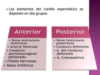 Los elementos del cordón espermático se disponen en dos grupos: