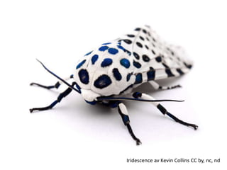 Iridescence av Kevin Collins CC by, nc, nd
 