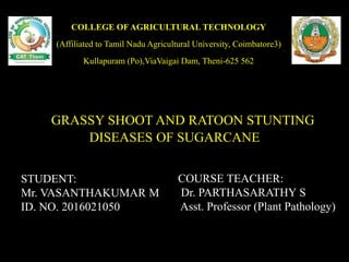 GRASSY SHOOT AND RATOON STUNTING
DISEASES OF SUGARCANE
COURSE TEACHER:
Dr. PARTHASARATHY S
Asst. Professor (Plant Pathology)
STUDENT:
Mr. VASANTHAKUMAR M
ID. NO. 2016021050
COLLEGE OF AGRICULTURAL TECHNOLOGY
(Affiliated to Tamil Nadu Agricultural University, Coimbatore3)
Kullapuram (Po),ViaVaigai Dam, Theni-625 562
 
