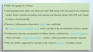 VKR (50 mg/kg) for 10 days
Anti-hyperglycemic effect was observed with VKR along with increased levels of plasma
insulin. Renal variables including total proteins and albumin along with GFR were found
to improve biochemically.
However, inflammation observed in kidney was confirmed
by immunostaining metallothionein, which was due to the accumulation of heavy metals.
Furthermore, mercury accumulation in kidney further confirmed by auto metallography,
which activated mononuclear phagocyte system, which generated an immune response.
This was further supported by increase in the extent of apoptosis in kidney tissues.
 