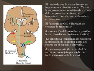 Decuse Vías ascendentes y descendentes | ODP