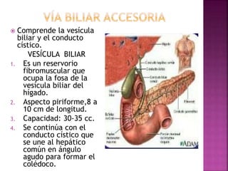  Comprende la vesícula
biliar y el conducto
cístico.
VESÍCULA BILIAR
1. Es un reservorio
fibromuscular que
ocupa la fosa de la
vesícula biliar del
hígado.
2. Aspecto piriforme,8 a
10 cm de longitud.
3. Capacidad: 30-35 cc.
4. Se continúa con el
conducto cístico que
se une al hepático
común en ángulo
agudo para formar el
colédoco.
 