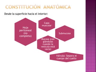 Hoja
peritoneal
(no
completa)
Mucosa (con
glándulas
cuando la
vesícula está
vacía)
Capa
muscular
Submucosa
Válvula: Separa el
cuerpo del cuello
Desde la superficie hacia el interior:
 