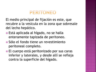 El medio principal de fijación es este, que
recubre a la vesícula en la zona que sobresale
del lecho hepático.
 Está aplicada al hígado, no se halla
enteramente tapizada de peritoneo.
 Sólo el fondo tiene un revestimiento
peritoneal completo.
 El cuerpo está peritonizado por sus caras
inferior y laterales, y desde allí se refleja
contra la superficie del hígado.
 