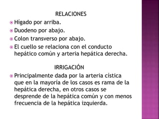 RELACIONES
 Hígado por arriba.
 Duodeno por abajo.
 Colon transverso por abajo.
 El cuello se relaciona con el conducto
hepático común y arteria hepática derecha.
IRRIGACIÓN
 Principalmente dada por la arteria cística
que en la mayoría de los casos es rama de la
hepática derecha, en otros casos se
desprende de la hepática común y con menos
frecuencia de la hepática izquierda.
 
