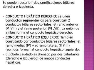 Se pueden describir dos ramificaciones biliares:
derecha e izquierda.
• CONDUCTO HEPÁTICO DERECHO: se unen
conductos segmentarios para constituir 2
conductos biliares sectoriales: el ramo anterior
(V, VIII) y el ramo posterior (VI ,VII). La unión de
ambos forma el conducto hepático derecho.
• CONDUCTO HEPÁTICO IZQUIERDO: También
constituido por conductos biliares sectoriales: el
ramo medial (IV) y el ramo lateral (II Y III)
reunidos forman al conducto hepático izquierdo.
• El lóbulo caudado es drenado por dos tributarios
(derecho e izquierdo) de ambos conductos
hepáticos.
 