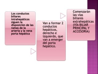 Los conductos
biliares
intrahepáticos
siguen la
disposición de las
ramas de la
arteria y la vena
porta hepática
Van a formar 2
conductos
hepáticos,
derecho e
izquierdo, que
van a emerger
del porta
hepático.
Comenzarán
las vías
biliares
extrahepáticas
(VÍA BILIAR
PRINCIPAL Y
ACCESORIA)
 