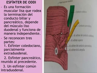 ESFÍNTER DE ODDI
• Es una formación
muscular lisa que rodea
la terminación del
conducto biliar y
pancreático, depende
del músculo liso
duodenal y funciona de
manera independiente.
• Se reconocen tres
partes:
1. Esfínter coledociano,
parcialmente
extraduodenal.
2. Esfínter pancreático,
reunido al precedente.
3. Un esfínter común
intraduodenal.
 