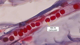 Capillary Block By Rbc HISTOLOGY OF VASCULAR TISSUE | PPTX