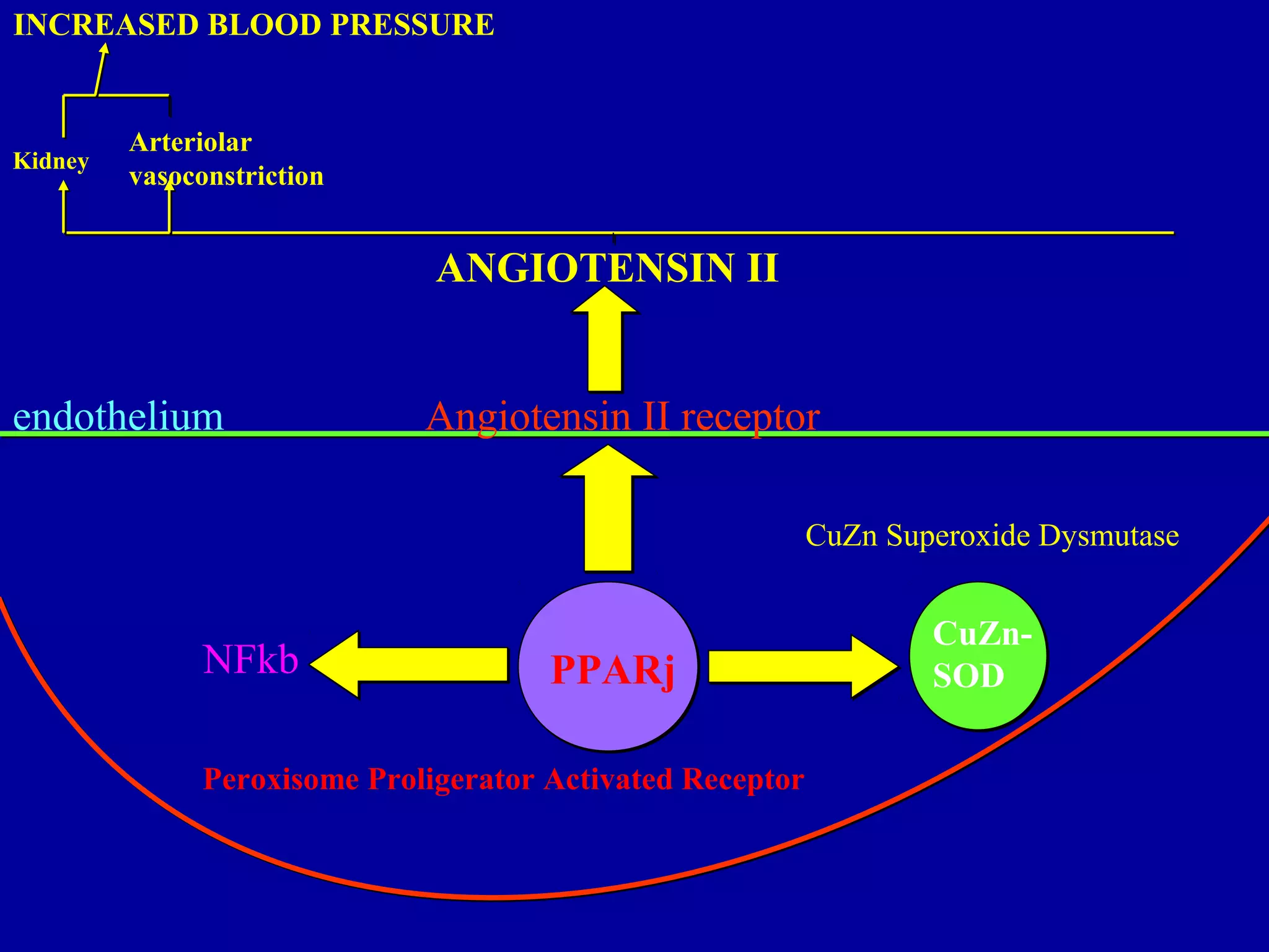 endothelium
PPARj
CuZn-
SODNFkb
Angiotensin II receptor
ANGIOTENSIN II
Kidney
Arteriolar
vasoconstriction
INCREASED BLOOD PRESSURE
Peroxisome Proligerator Activated Receptor
CuZn Superoxide Dysmutase
 
