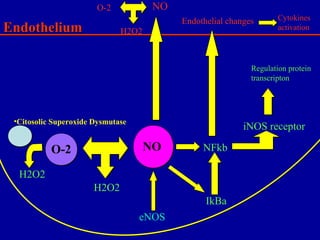 NFkb
iNOS receptor
Regulation protein
transcripton
IkBa
eNOS
EndotheliumEndothelium
Endothelial changes Cytokines
activation
NO
H2O2
O-2
NOO-2
H2O2
H2O2
•Citosolic Superoxide Dysmutase
 