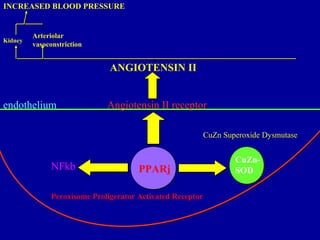 endothelium
PPARj
CuZn-
SODNFkb
Angiotensin II receptor
ANGIOTENSIN II
Kidney
Arteriolar
vasoconstriction
INCREASED BLOOD PRESSURE
Peroxisome Proligerator Activated Receptor
CuZn Superoxide Dysmutase
 