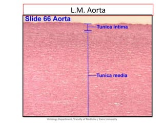 Histology Department / Faculty of Medicine / Cairo University
L.M. Aorta
 