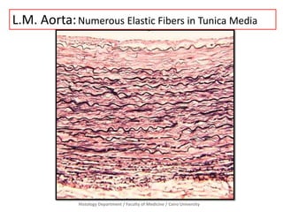 Histology Department / Faculty of Medicine / Cairo University
L.M. Aorta:Numerous Elastic Fibers in Tunica Media
 
