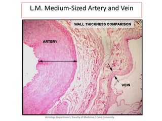 Histology Department / Faculty of Medicine / Cairo University
L.M. Medium-Sized Artery and Vein
 