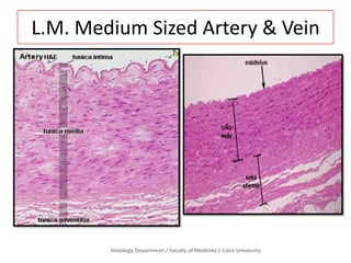 L.M. Medium Sized Artery & Vein
Histology Department / Faculty of Medicine / Cairo University
 