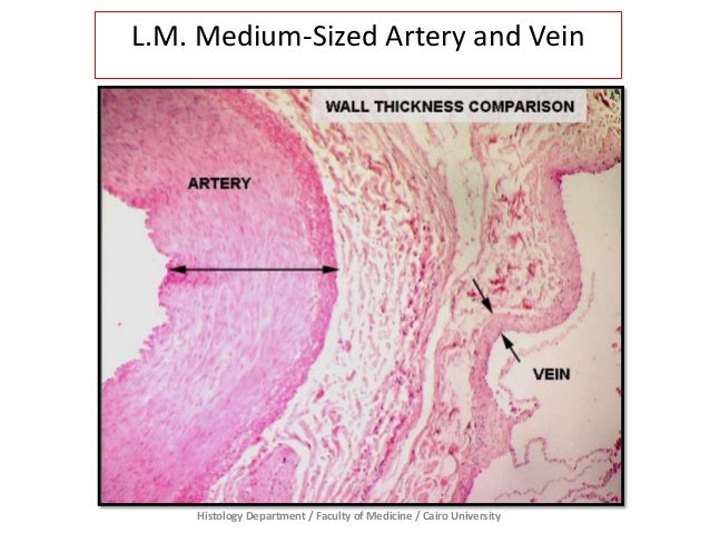 Vascular - Prac. Histology