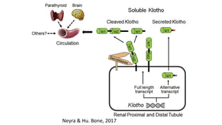 Neyra & Hu. Bone, 2017
 