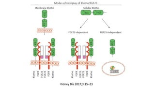 Kidney Dis 2017;3:15–23
 
