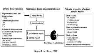 Neyra & Hu. Bone, 2017
 