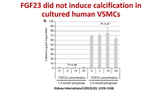 FGF23 did not induce calcification in
cultured human VSMCs
Kidney International (2013) 83, 1159–1168
 