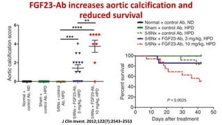 J Clin Invest. 2012;122(7):2543–2553
FGF23-Ab increases aortic calcification and
reduced survival
 