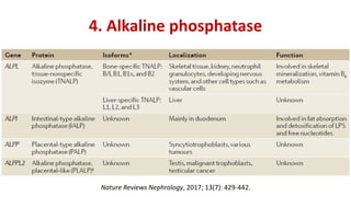 4. Alkaline phosphatase
Nature Reviews Nephrology, 2017; 13(7): 429-442.
 