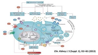 Clin. Kidney J. 5 (Suppl. 1), i52–i61 (2013)
 