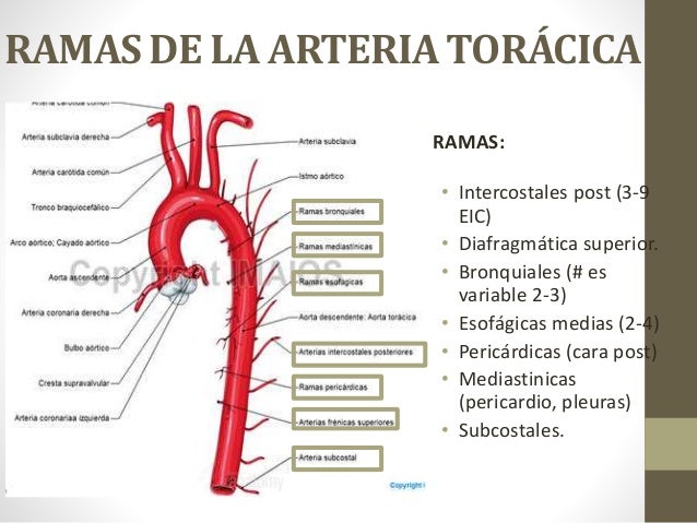 Anatomía Vasos del Tórax, Aneurismas y Enf. Aortoiliaca