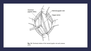Vascular Rarea Vascular access in pediatrics | PPTX