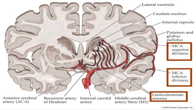 Vascular anatomy of brain