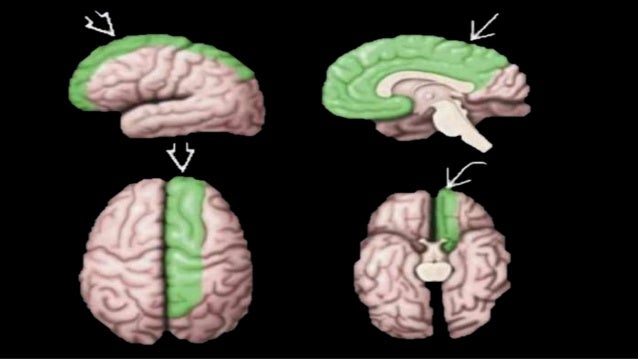 Vascular anatomy of brain