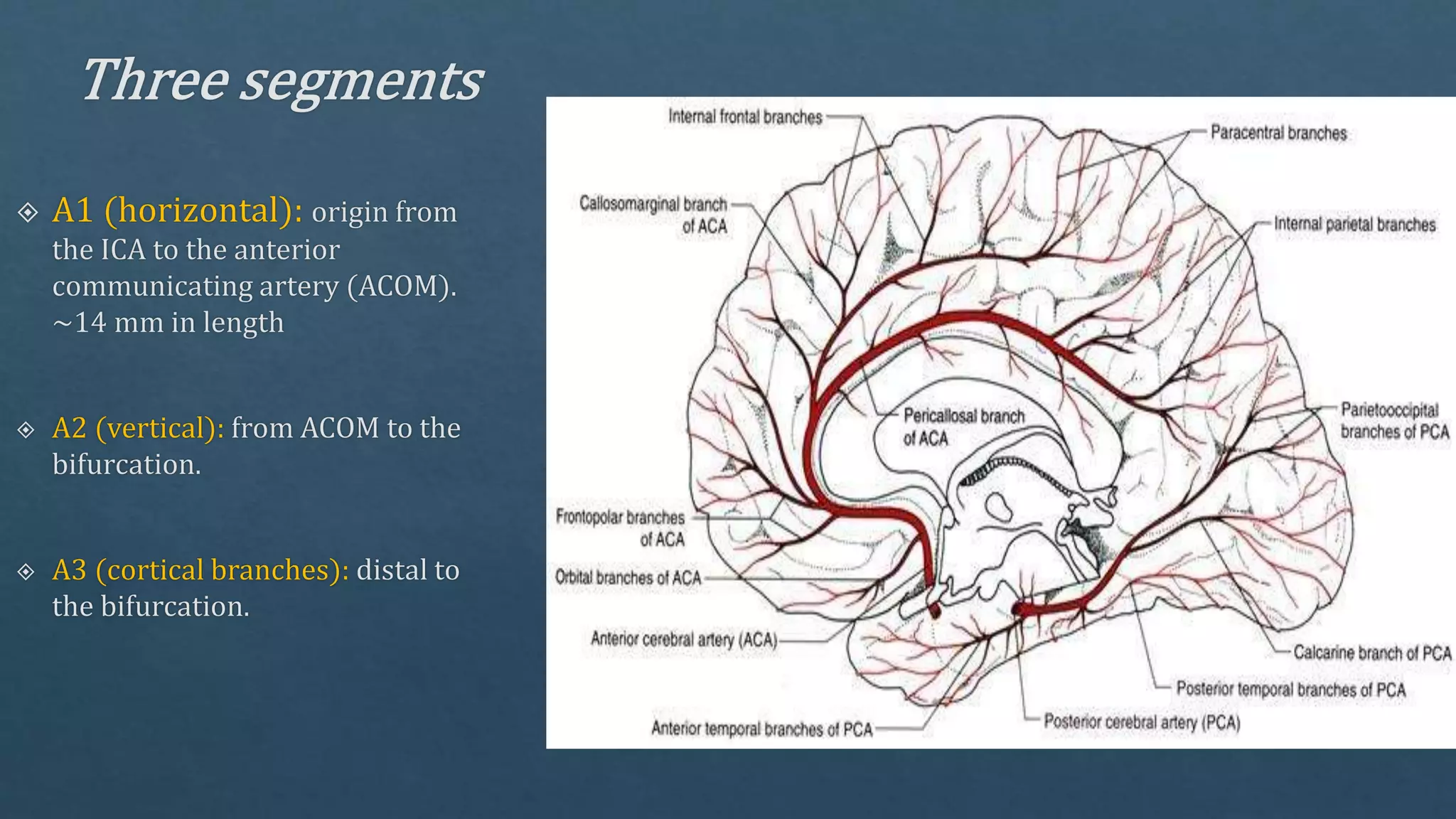Radiological vascular anatomy of brain | PPTX