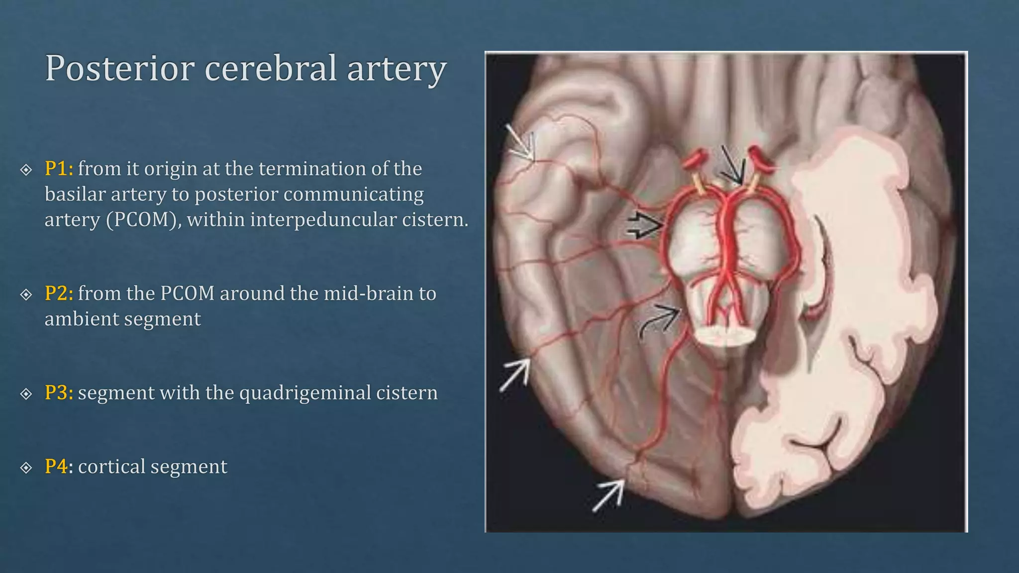 Radiological vascular anatomy of brain | PPTX