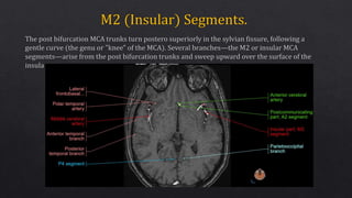 Cardunculus Brain Vascular anatomy of brain | PPTX