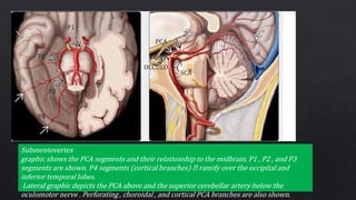 Vascular anatomy of brain | PPTX