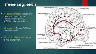 vascularanatomy of brain by dr budha ram.pptx