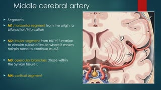 vascularanatomy of brain by dr budha ram.pptx